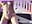 Pregnant sex cowgirl+blowjob + cum in mouth - video by sabrinasmith23 cam model