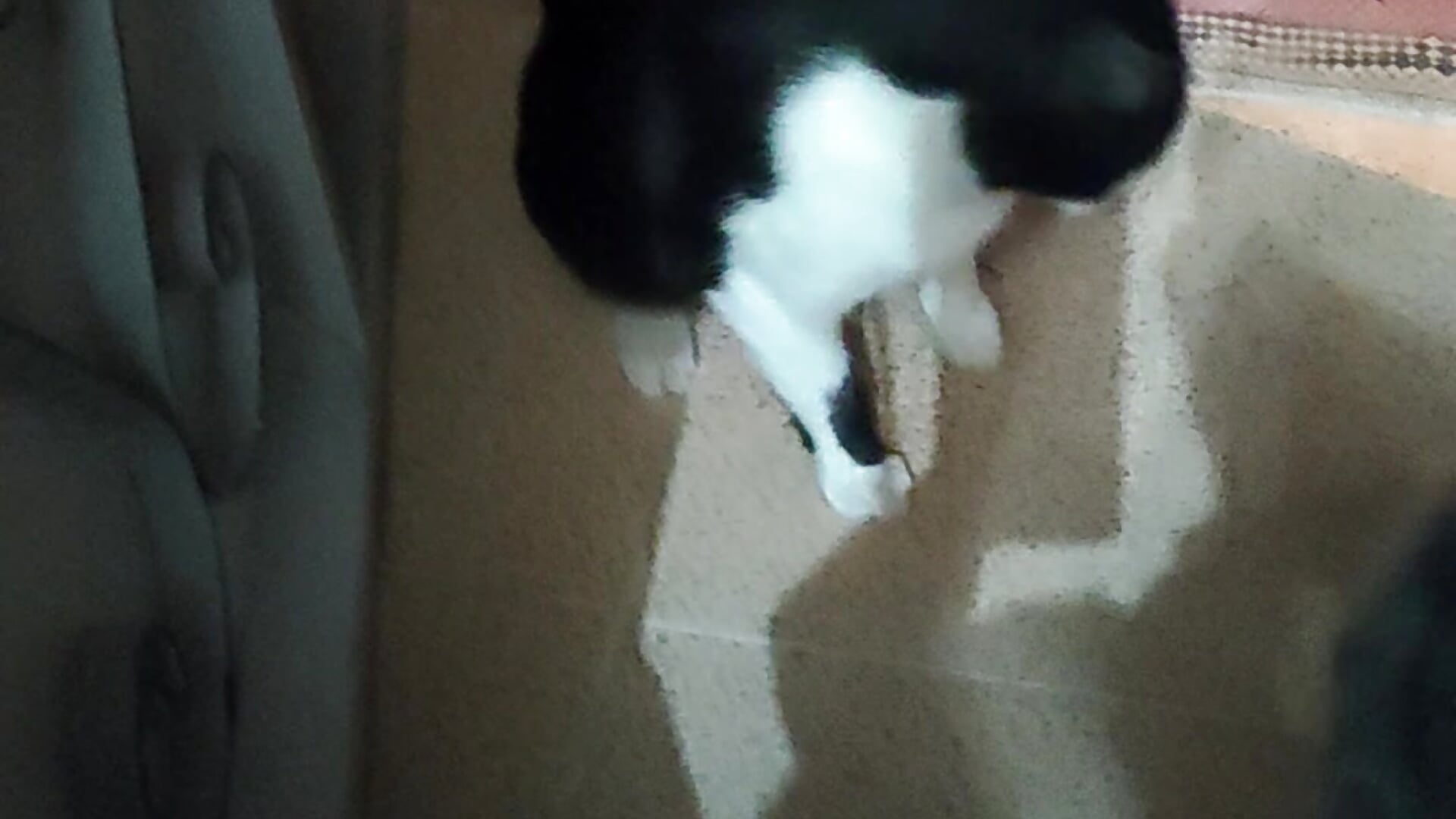 4548 - βίντεο μοντέλου Wtyer@xh