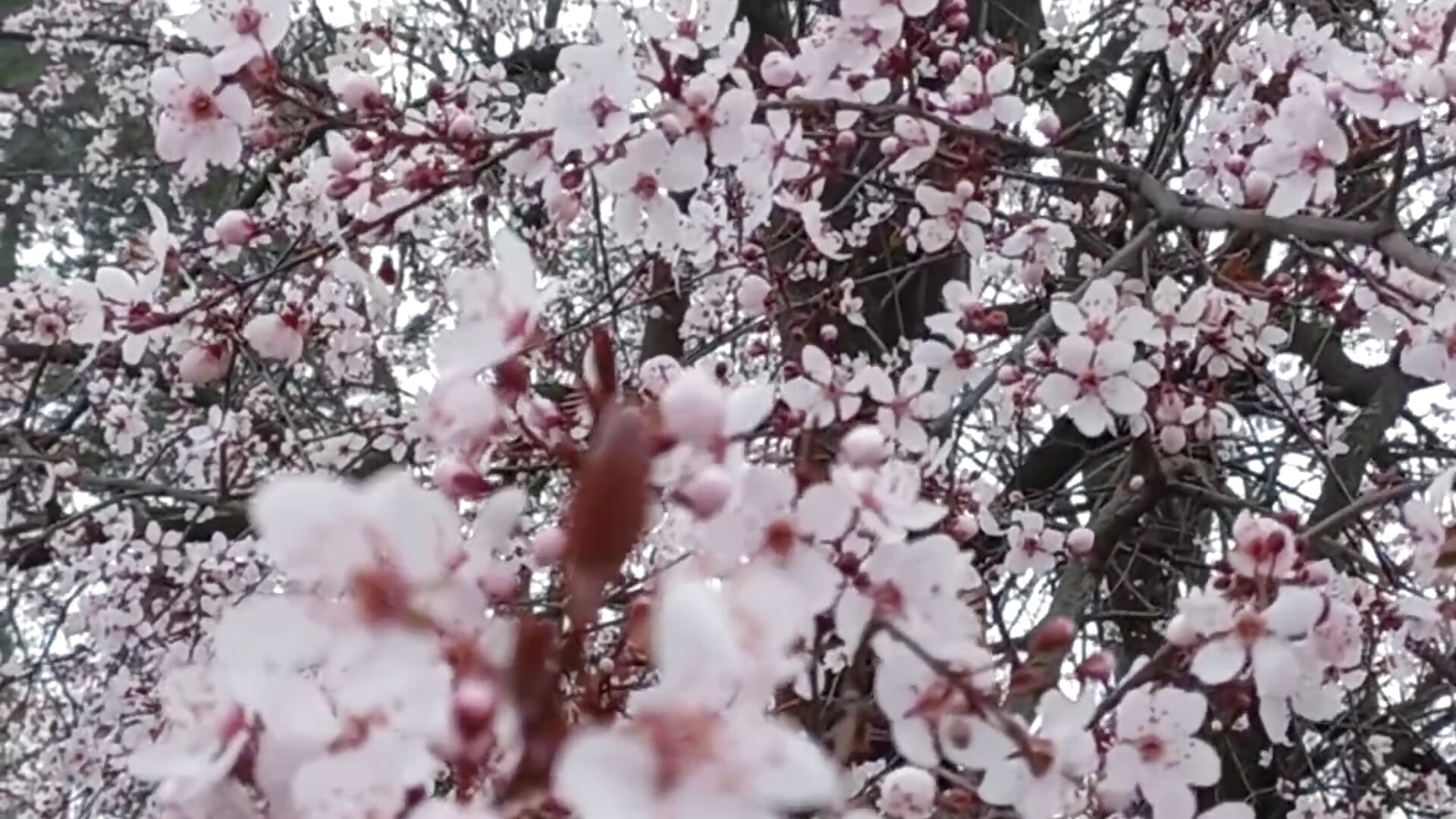 rejoice people) summer is coming! - video by your_space cam model
