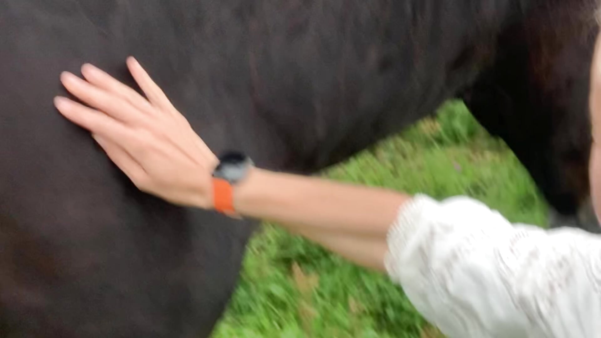 I love animals - video by Dina-Light cam model
