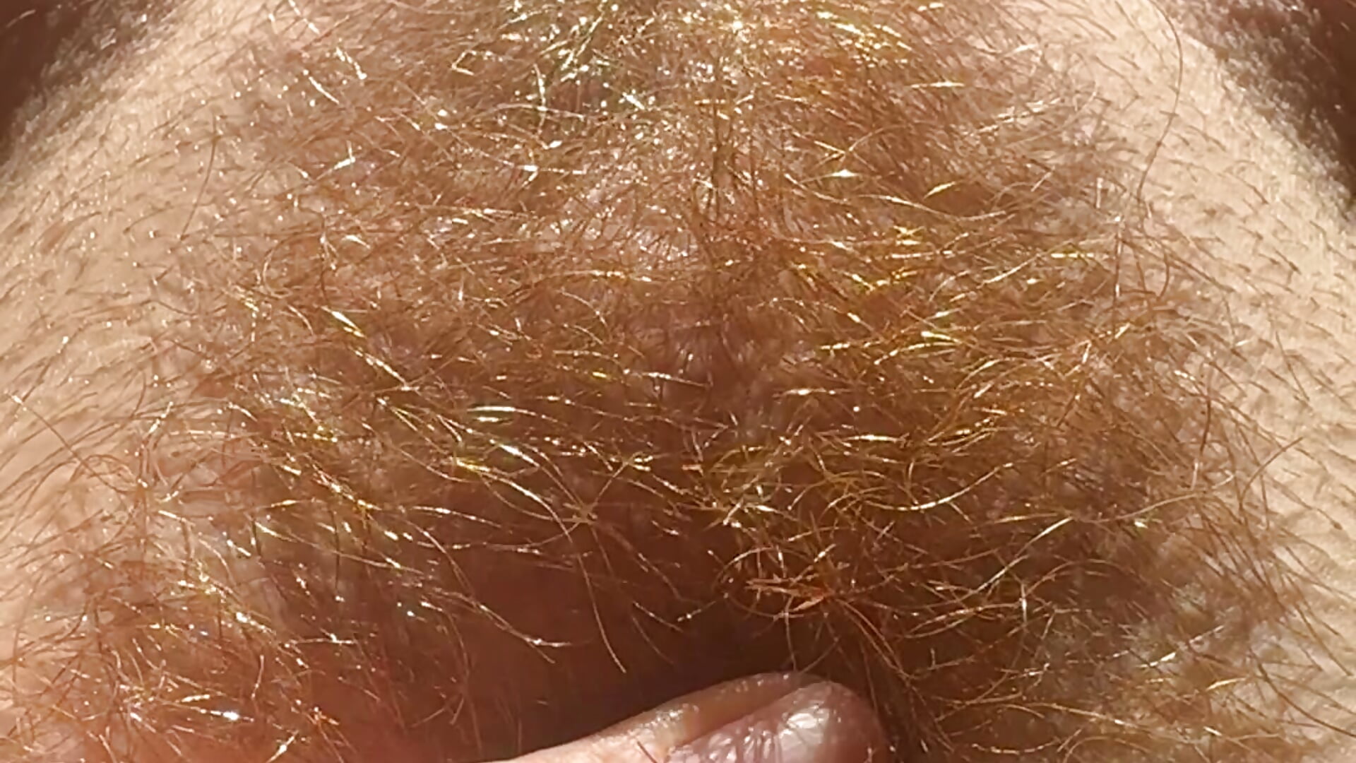 GINGER red FOX pussy