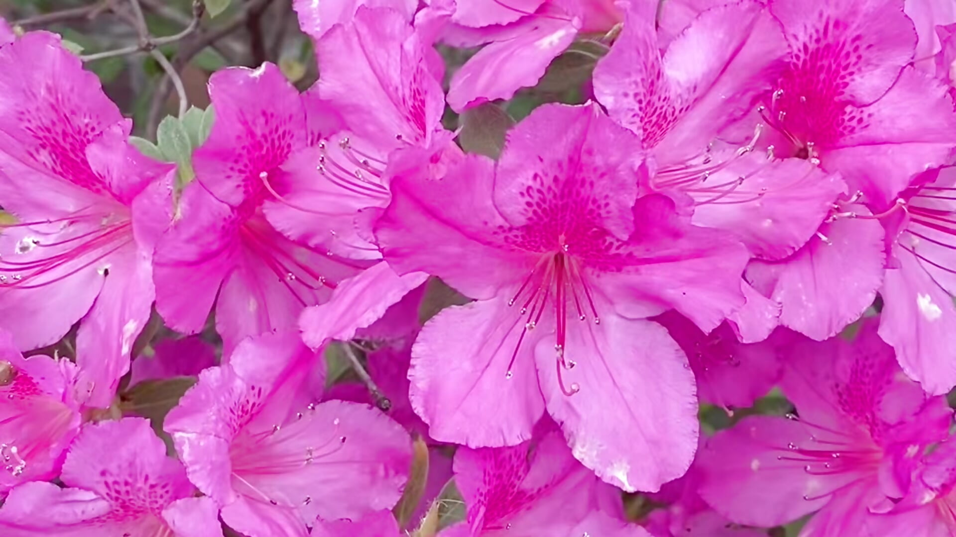 🌺🌺🌺❤️FROM VAL WITH LOVE💖🌺🌺🌺 - วิดีโอโดย BigBoobsNatural โมเดลแคม