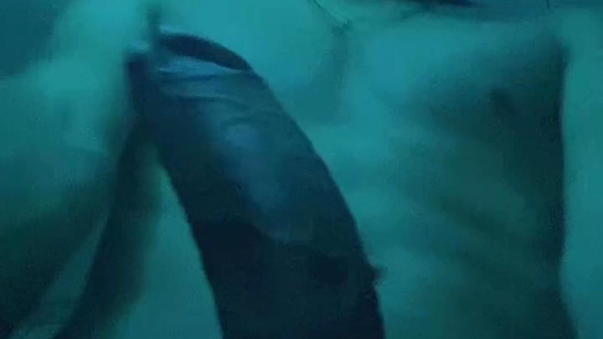 Mi pene – video af Raexc