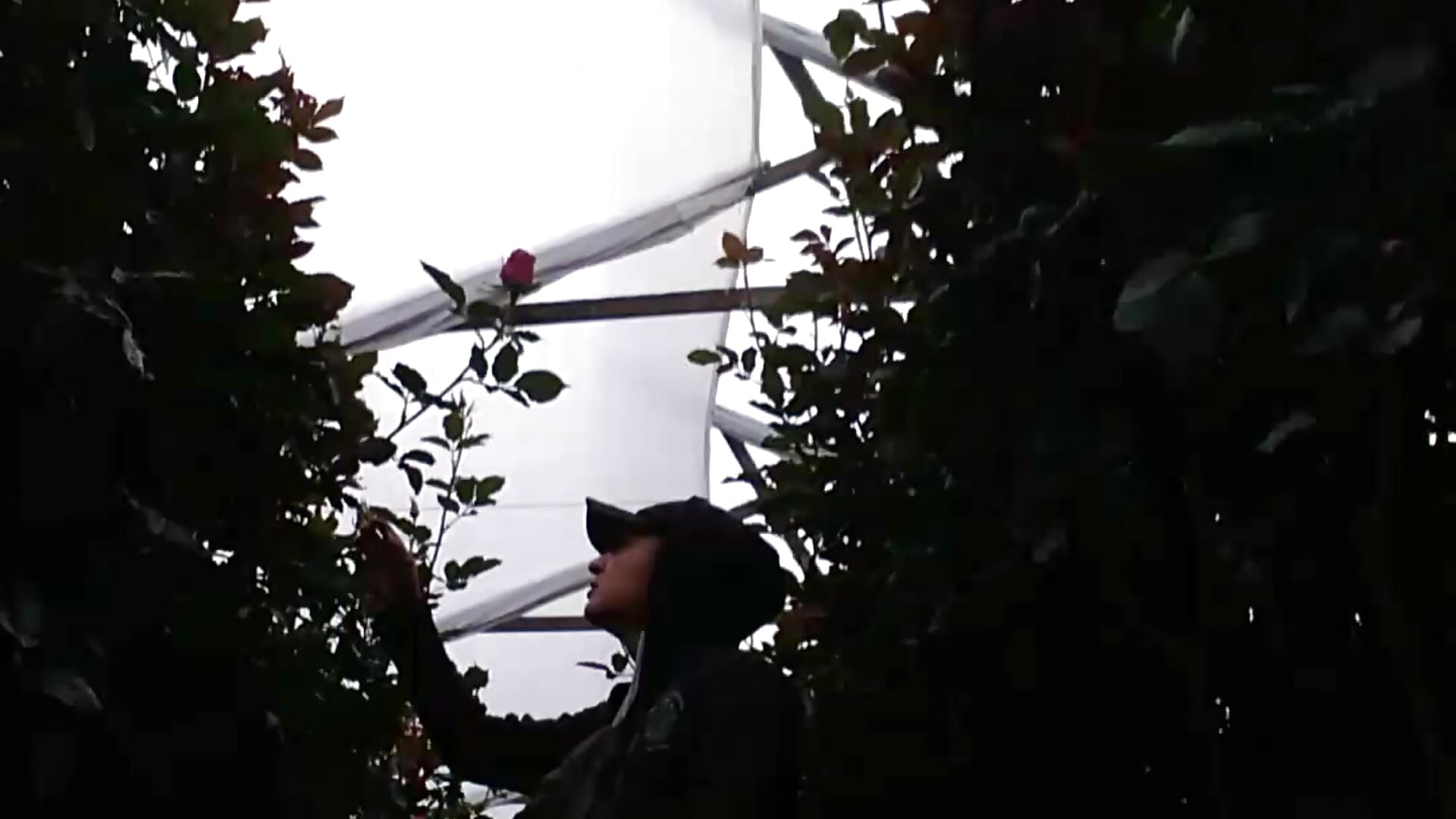 in my work when the flower is in point and even nectar drips - Vídeo de monkeywillwhite, modelo de vídeos