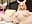 Sex machine with bunny ears - vídeo de Valentines_Day