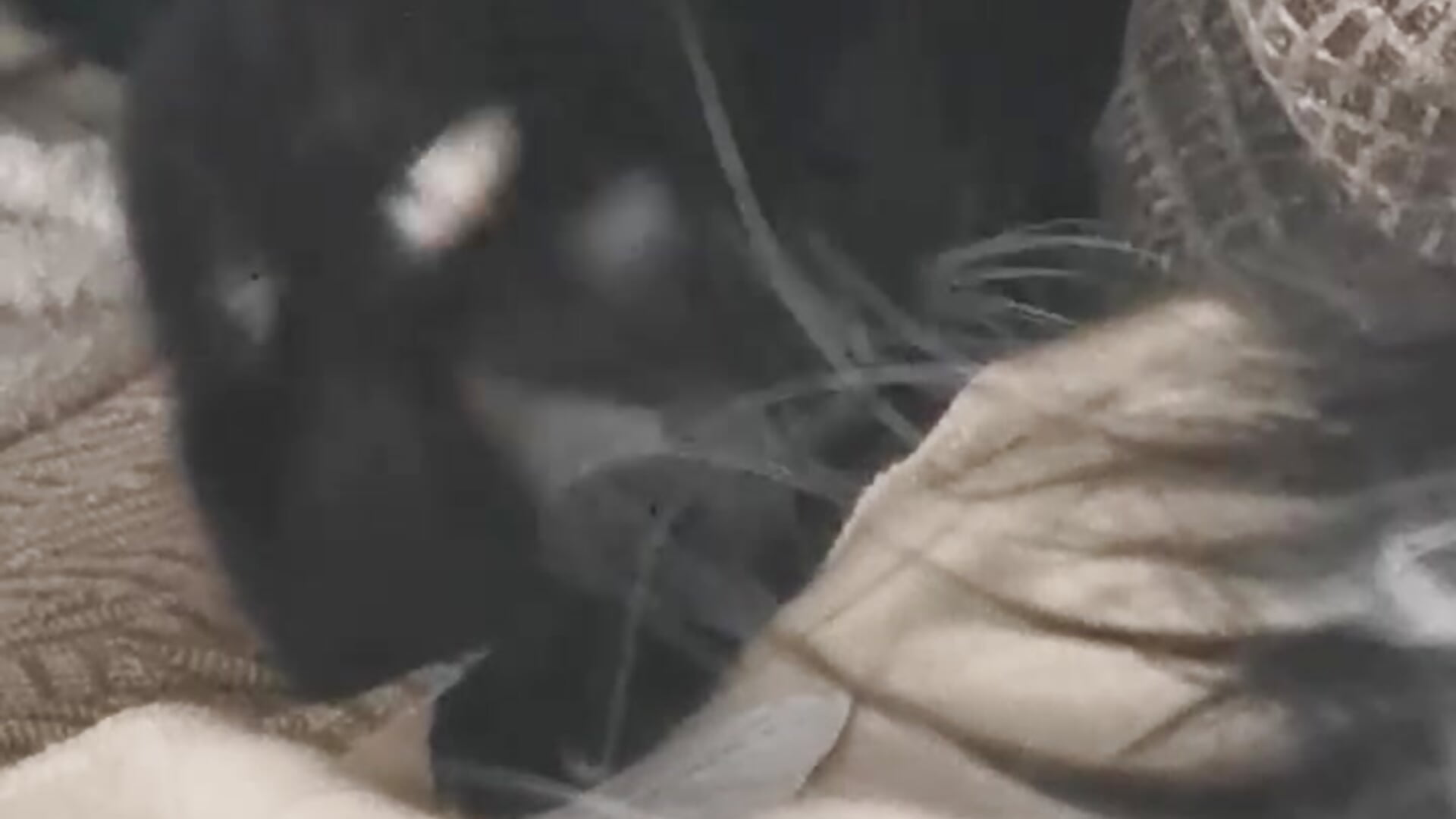 one more :) - video by Shadow_Passion cam model