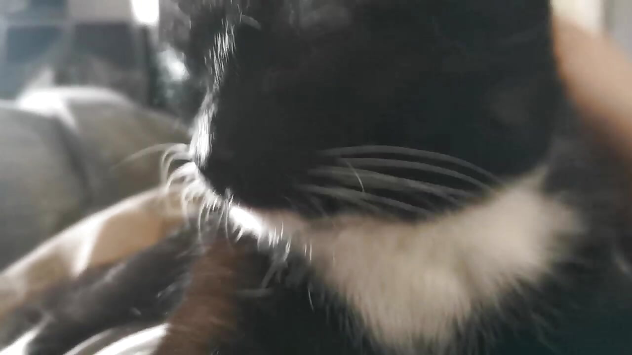 my life...) - video by Shadow_Passion cam model