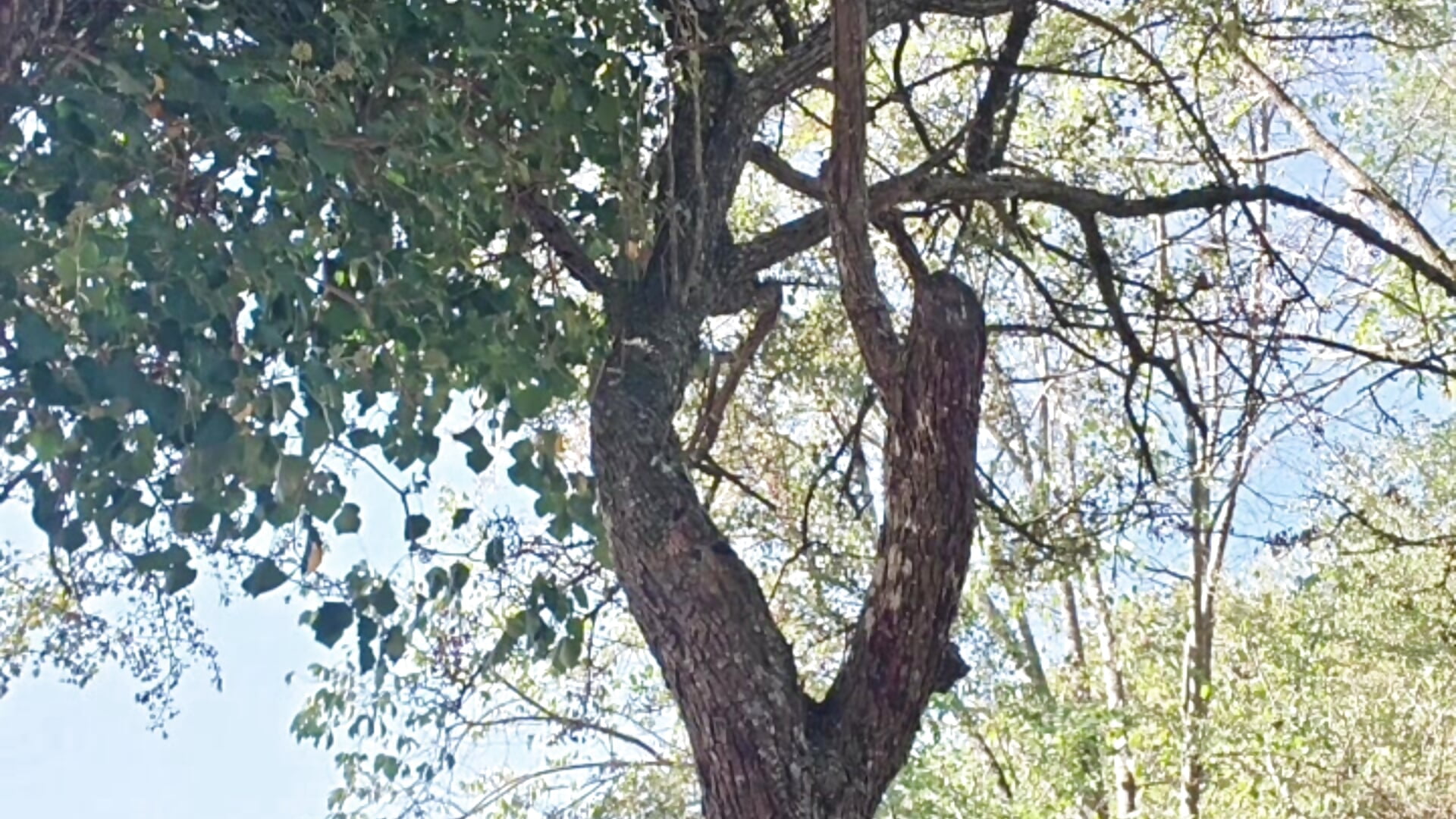 🛴🌳Ballade vicieuse partie 1/2
