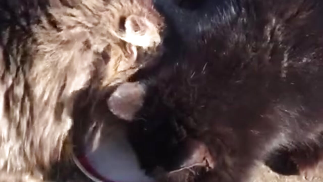Сats drink milk ❤ - video by BellaFlatcher cam model