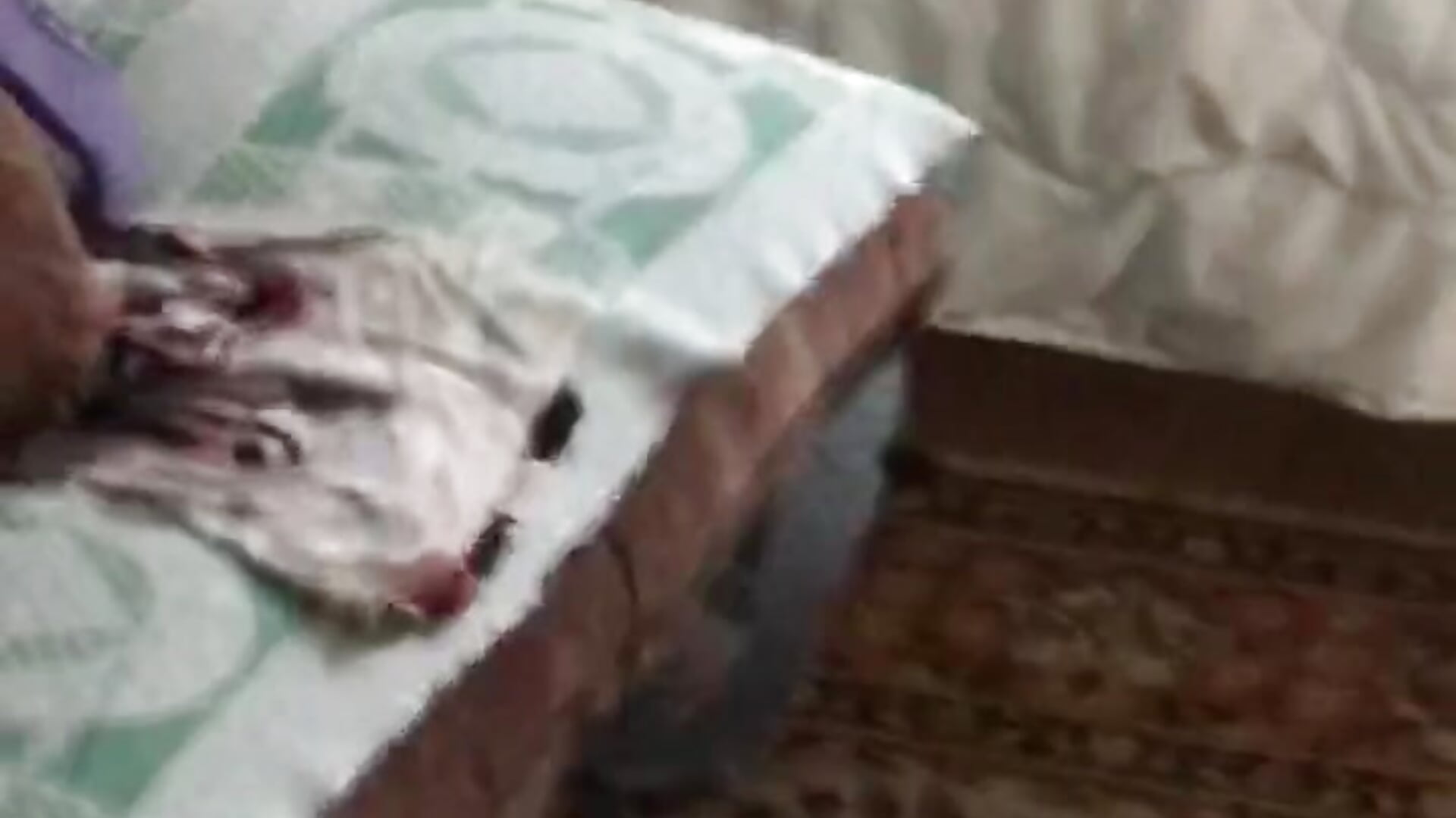 My smal meow ❤️ 25.03 - video by BellaFlatcher cam model