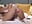 Naughty Nurse gets doggy to heal the patient - vídeo de IvyRubens