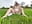 Outdoor Sunny Day Picnic CUM - video by mbcaanna cam model