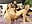 🔥 Real Sex, pussy finger #part 9🔥 - angel_eyees 님의 동영상