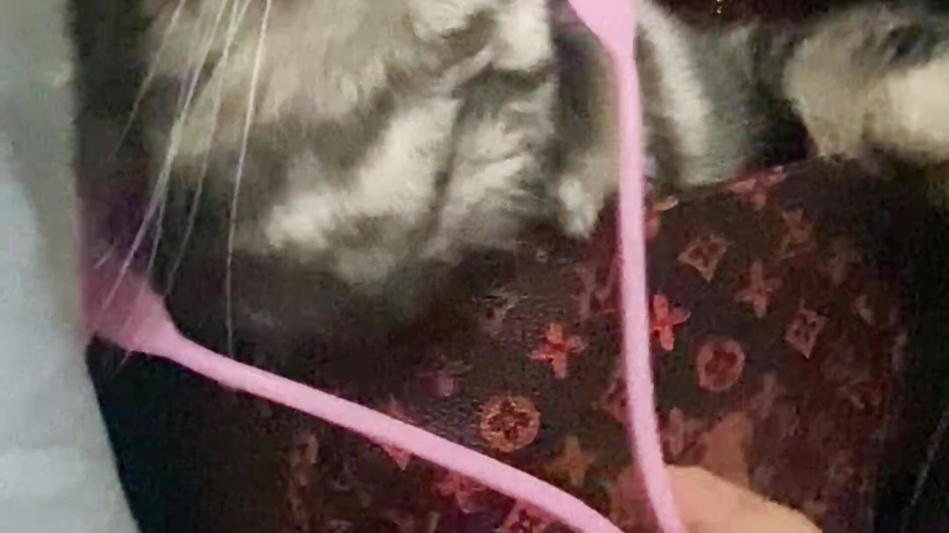 erotic climaxwebcam showfapchat