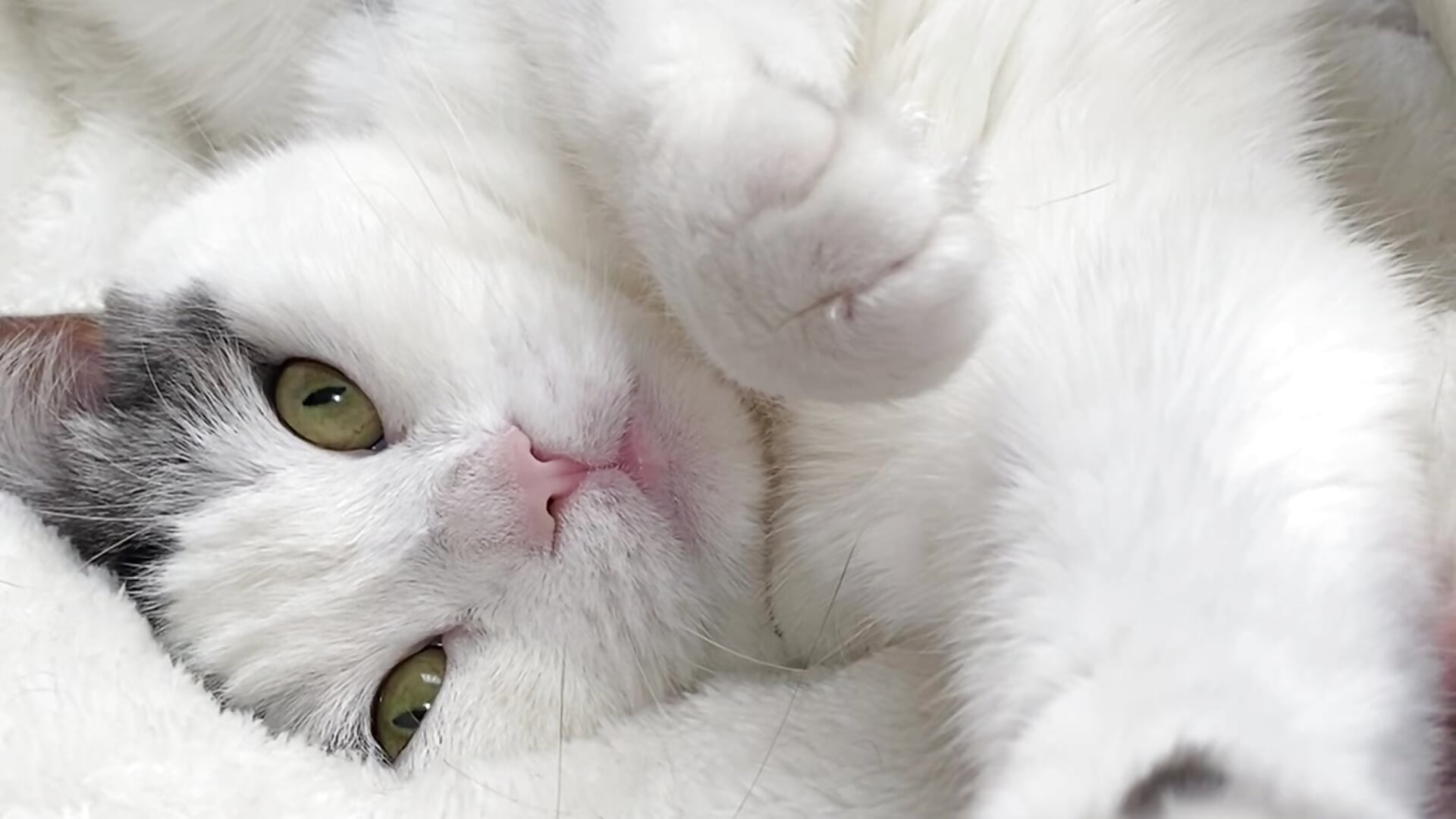 orgasmlive sexnatinatu252525