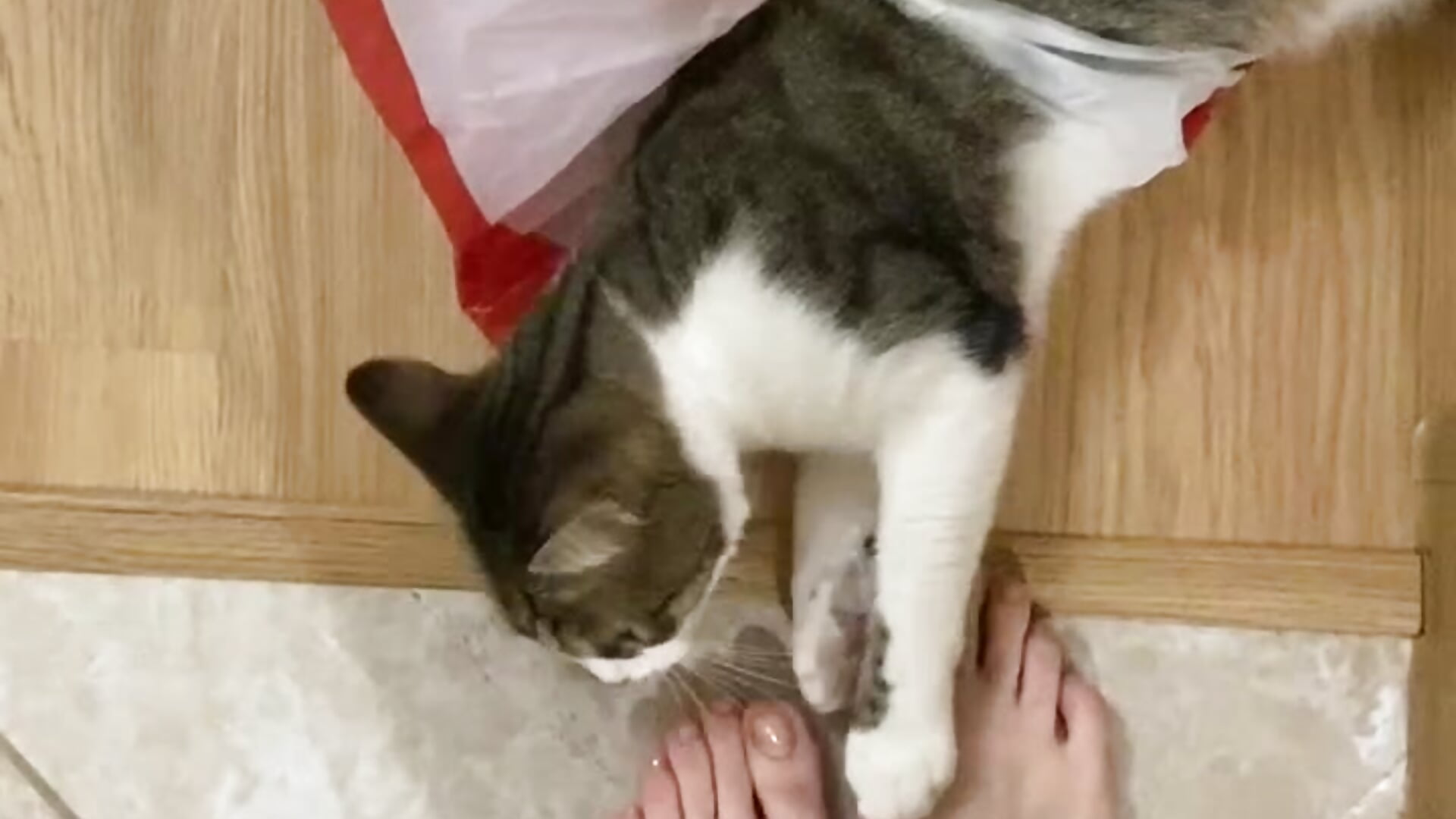 bubo played out - vídeo de la modelo de cam Sexy_Lava