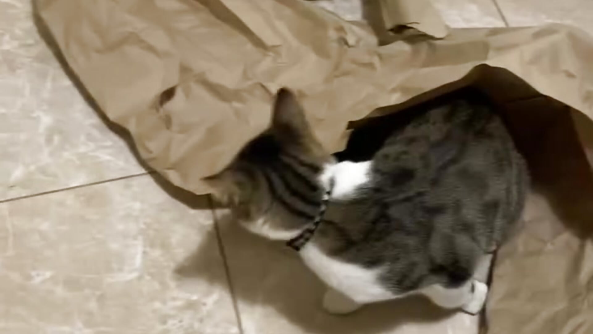 super hit  from my cat – video od webkamerové modelky Sexy_Lava