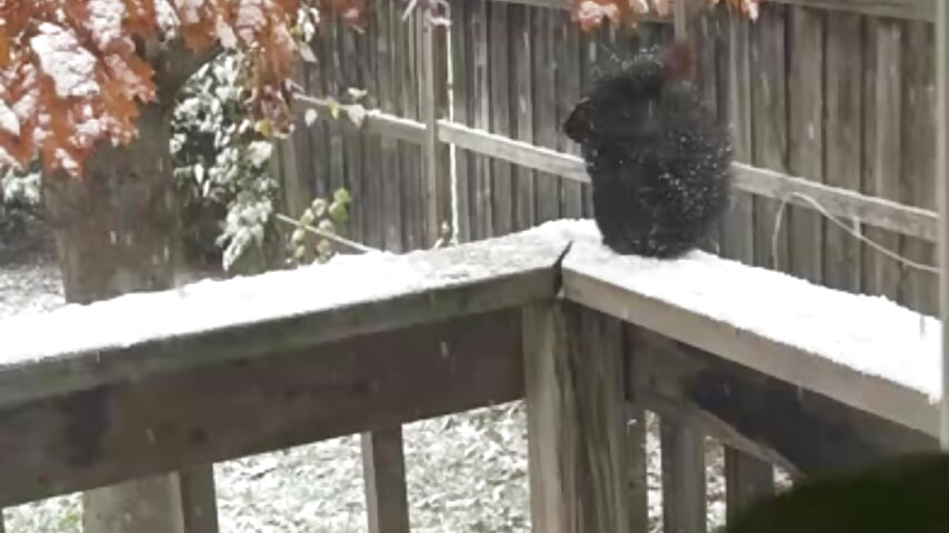 151fc3608f174da48ec5662d56b1abf4－カメラキャストのHardlyaBrigadeの動画