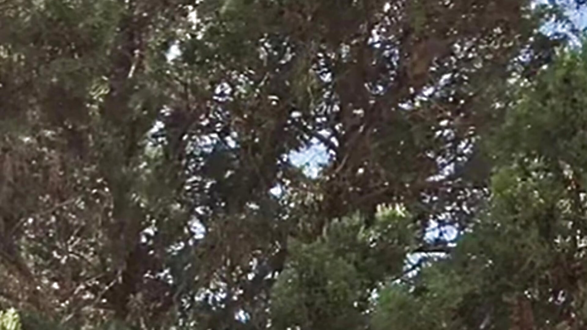 🌞 - video by karrola cam model