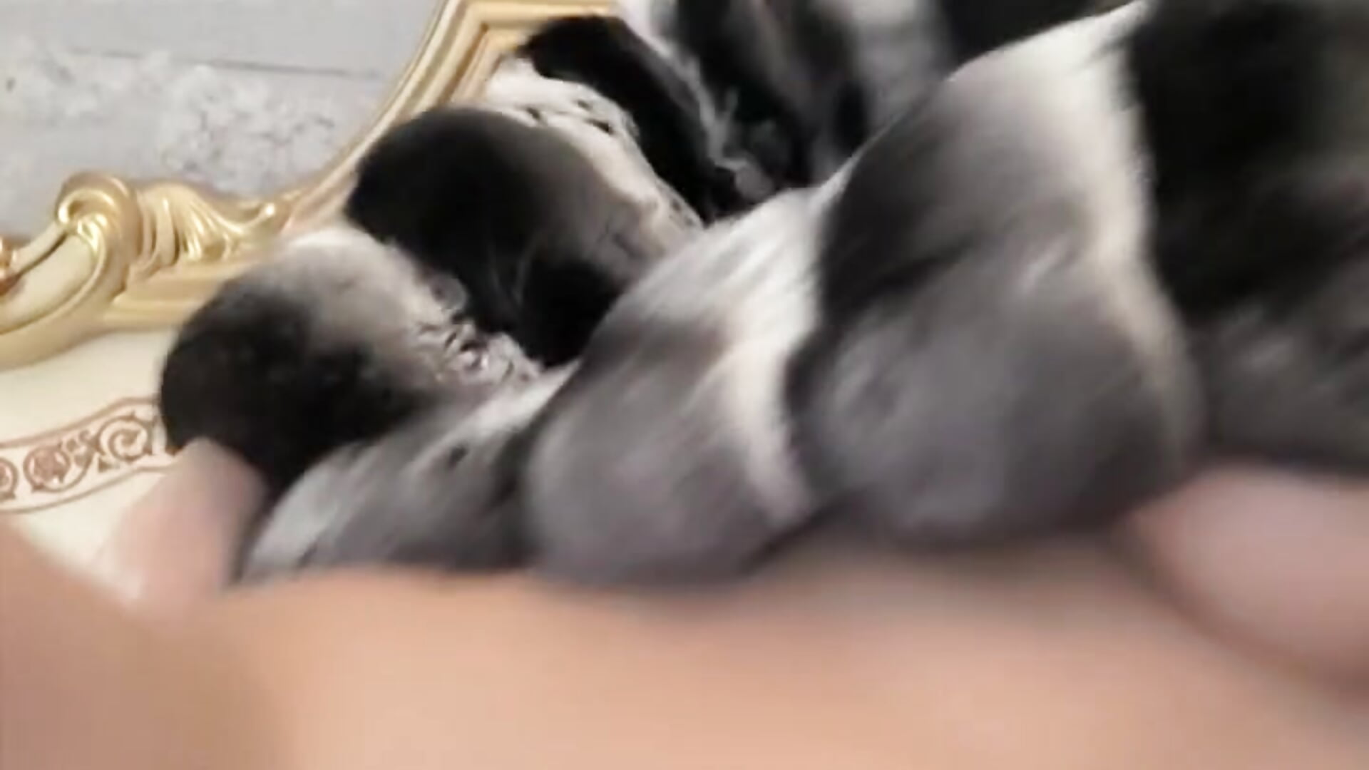 masturbate in chinchilla coat - StunnigArt adlı kamera modelinin videosu