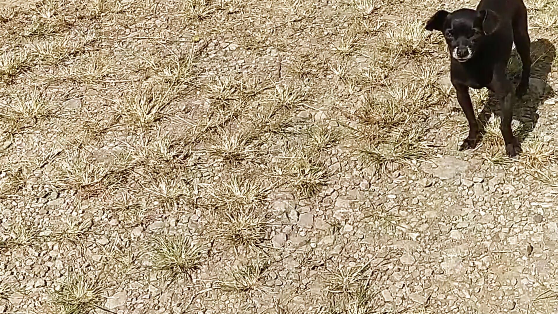 Los pequeños son los más bravos - video by Tommhot cam model