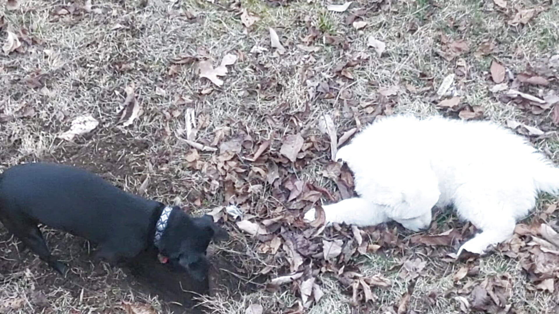 Yuki and Roscoe