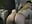 tease shake ass Jess - video by Radiants_two cam model