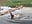 Naked playing in the lake - vídeo de LISA_BULLOCK_