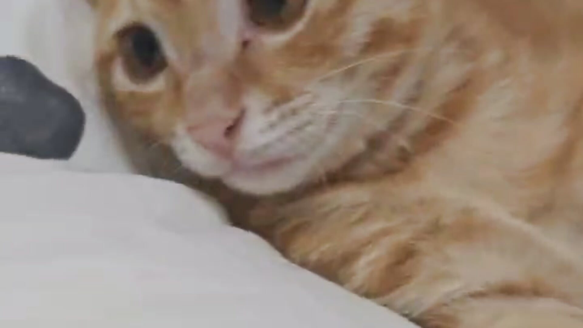 波比波比波比波😍 - video by Hot-nini20 cam model