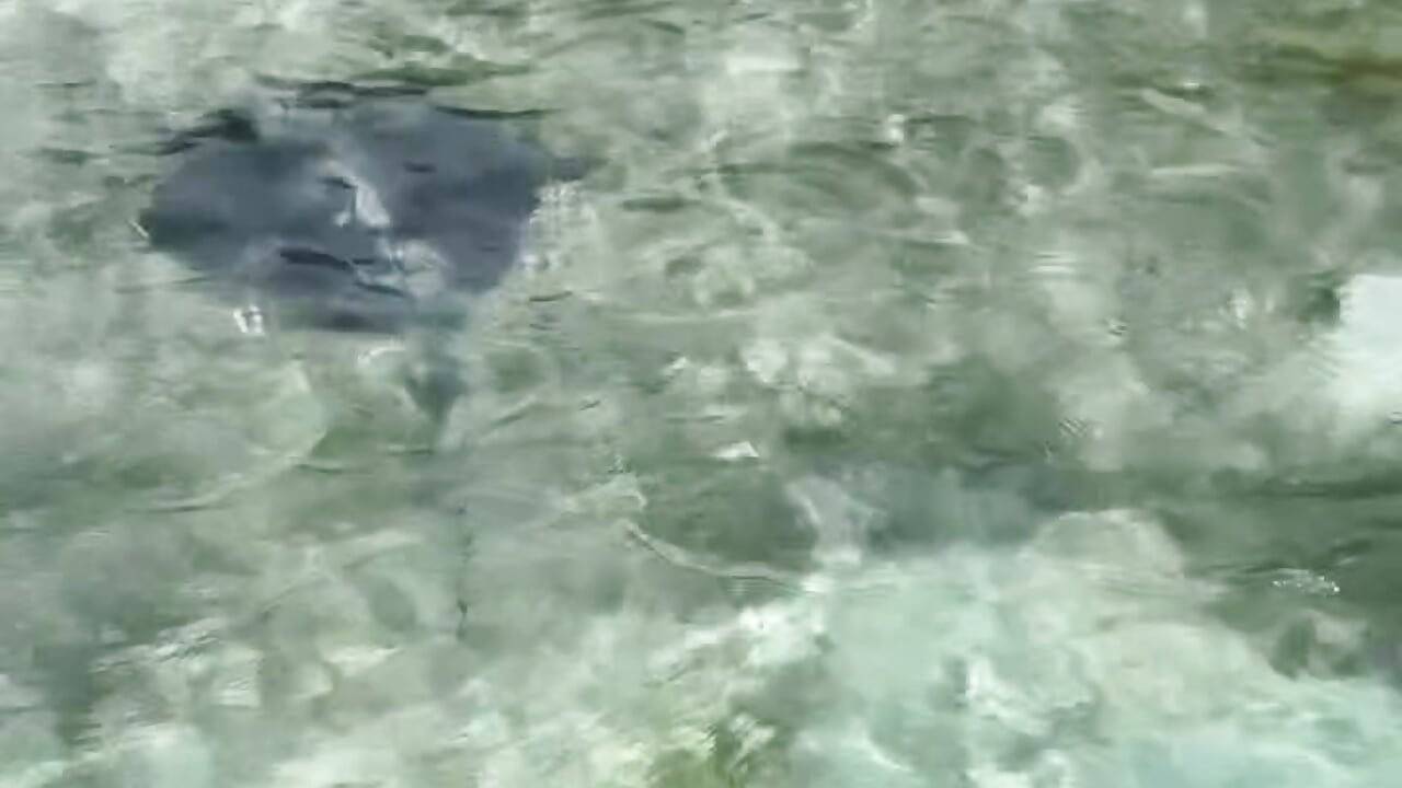 ✨✨🐠🐬 - video by Marjane cam model