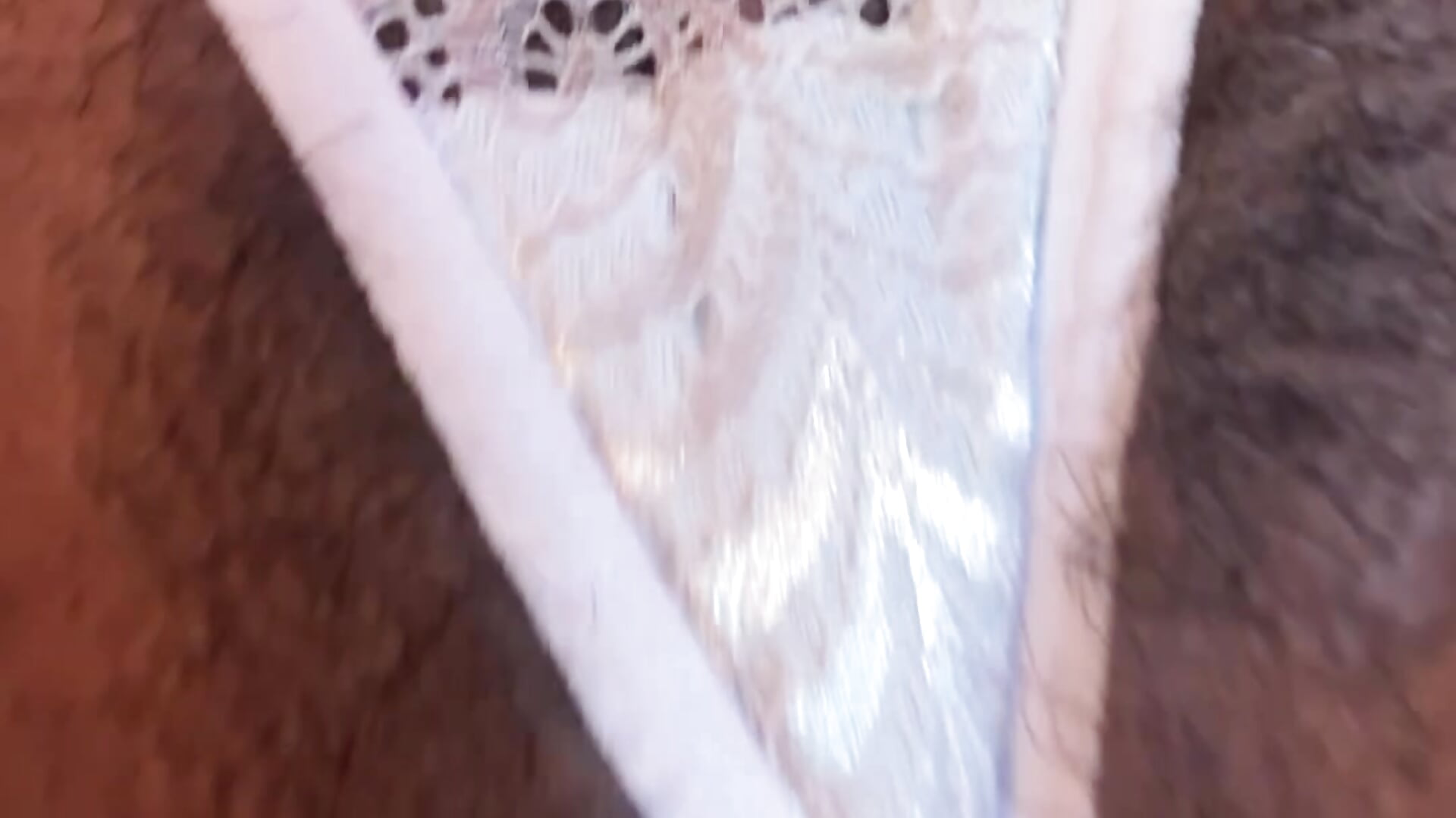 Bésamela todita 😚 - video by Sofia_Cooper_ cam model