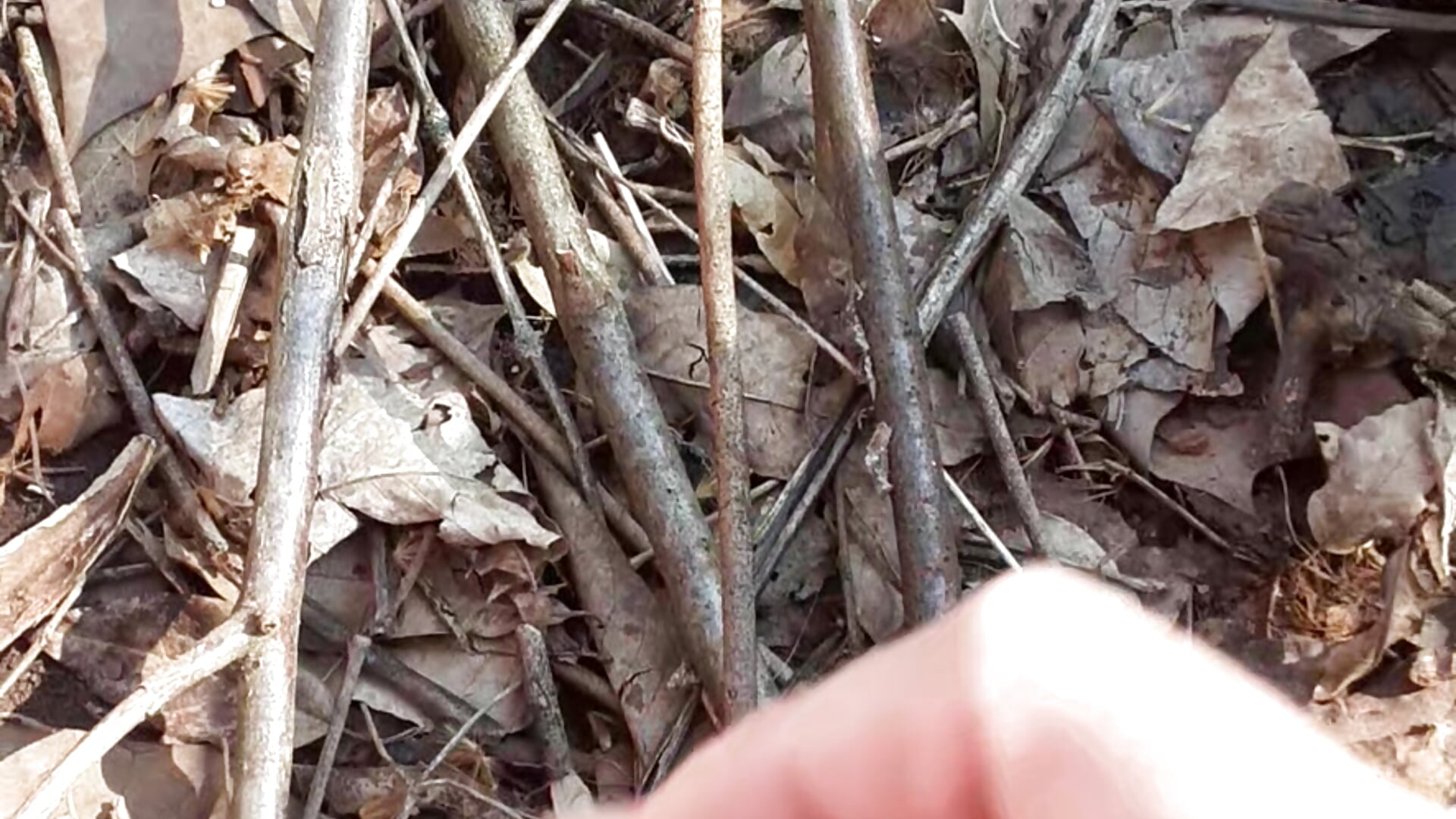 Watch me cum hard outside in the woods - Video von handsomeguy0729 Cam-Model