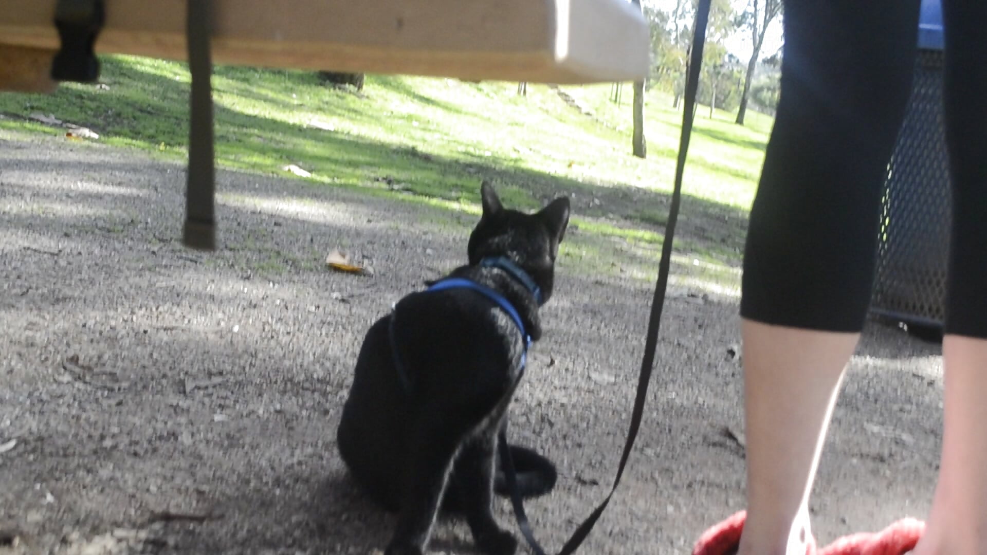 meow - video by Phattpinktaco cam model