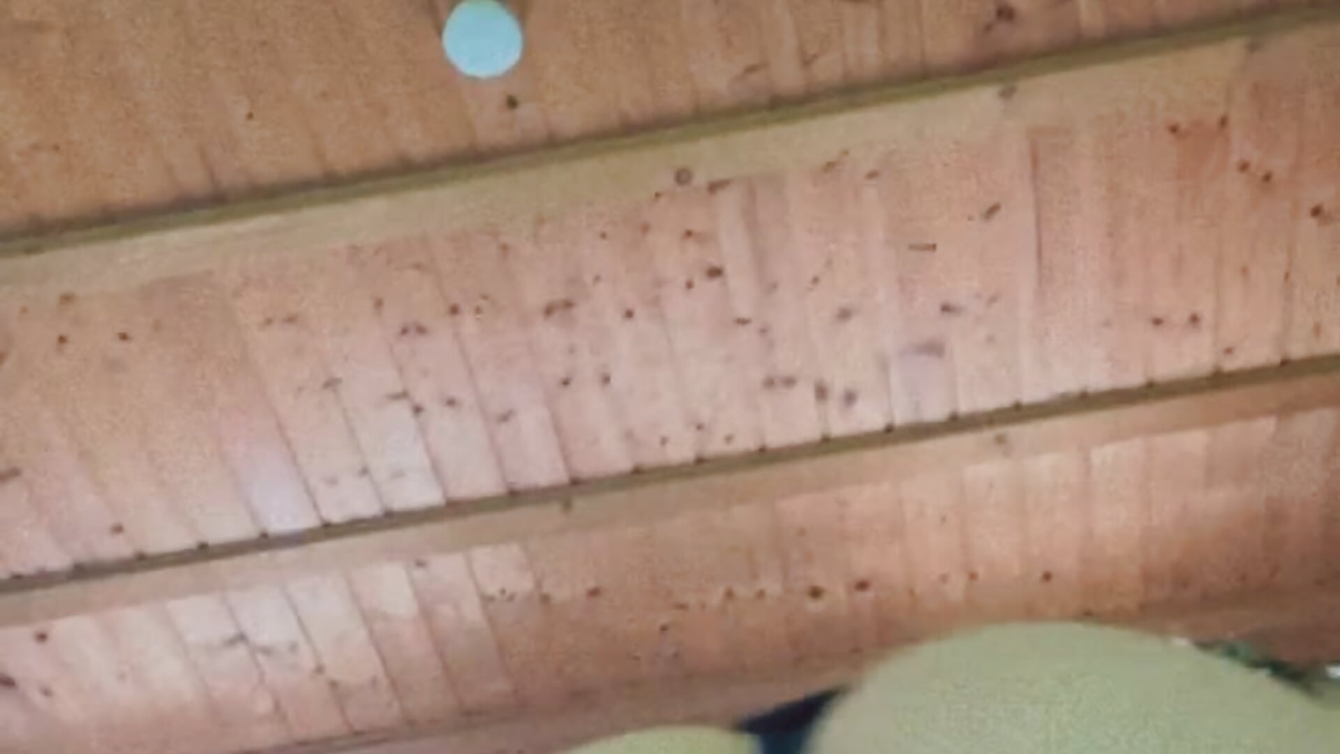 ips-0BAA58BC-3800-423D-AC6F-37E5EE67DCDA - video di Antoniacanny modella di cam