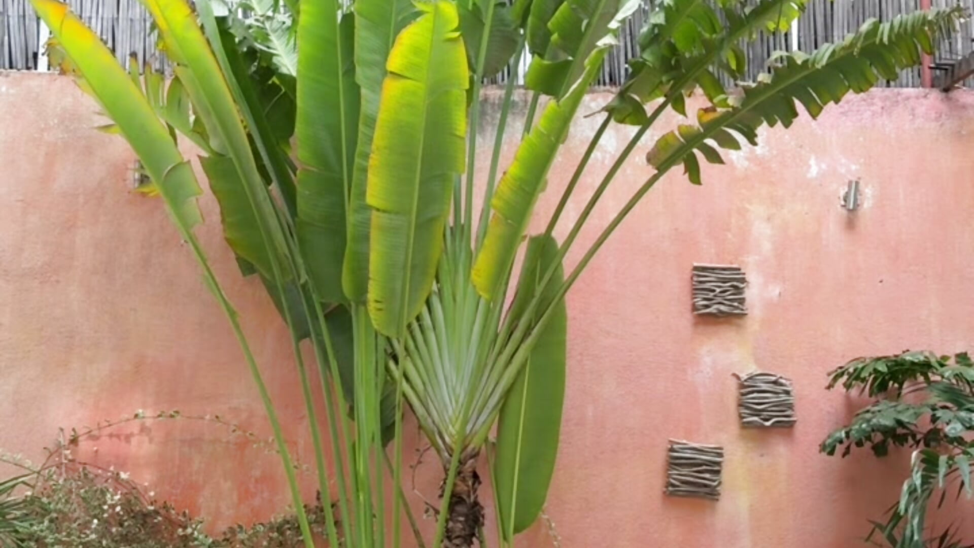 Palm - video by Alinnha cam model