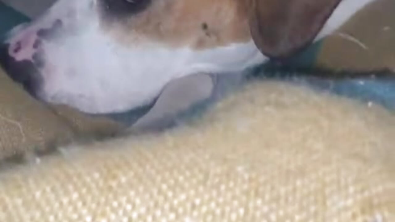 a cute little dog 🐶🐾 - video by Irina_bx cam model