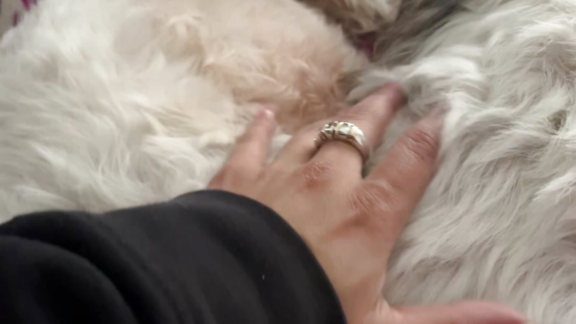 Little star, my longest-lived pet and a great company ❤️ - video by Irina_bx cam model