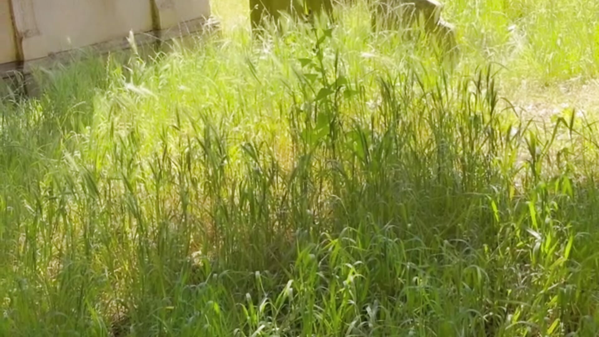 On cemetery ⚠️zoombie ⚠️scary scary 🤣 - video LadyTatiana_Annabelle kameramallilta