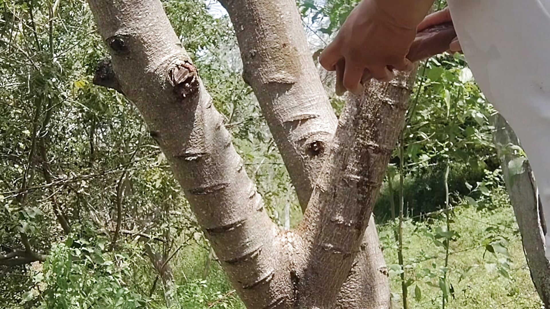 Naturaleza que provoca