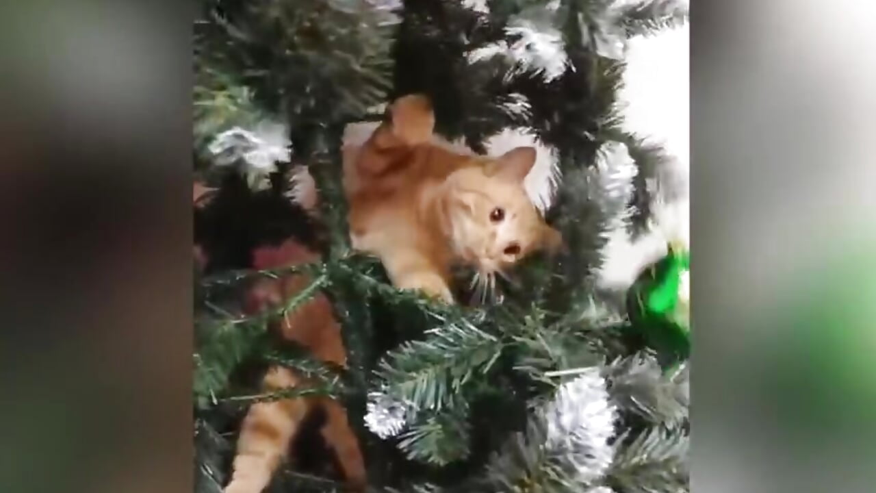 Happy Christmas, friends! - video by Lily_flower7 cam model