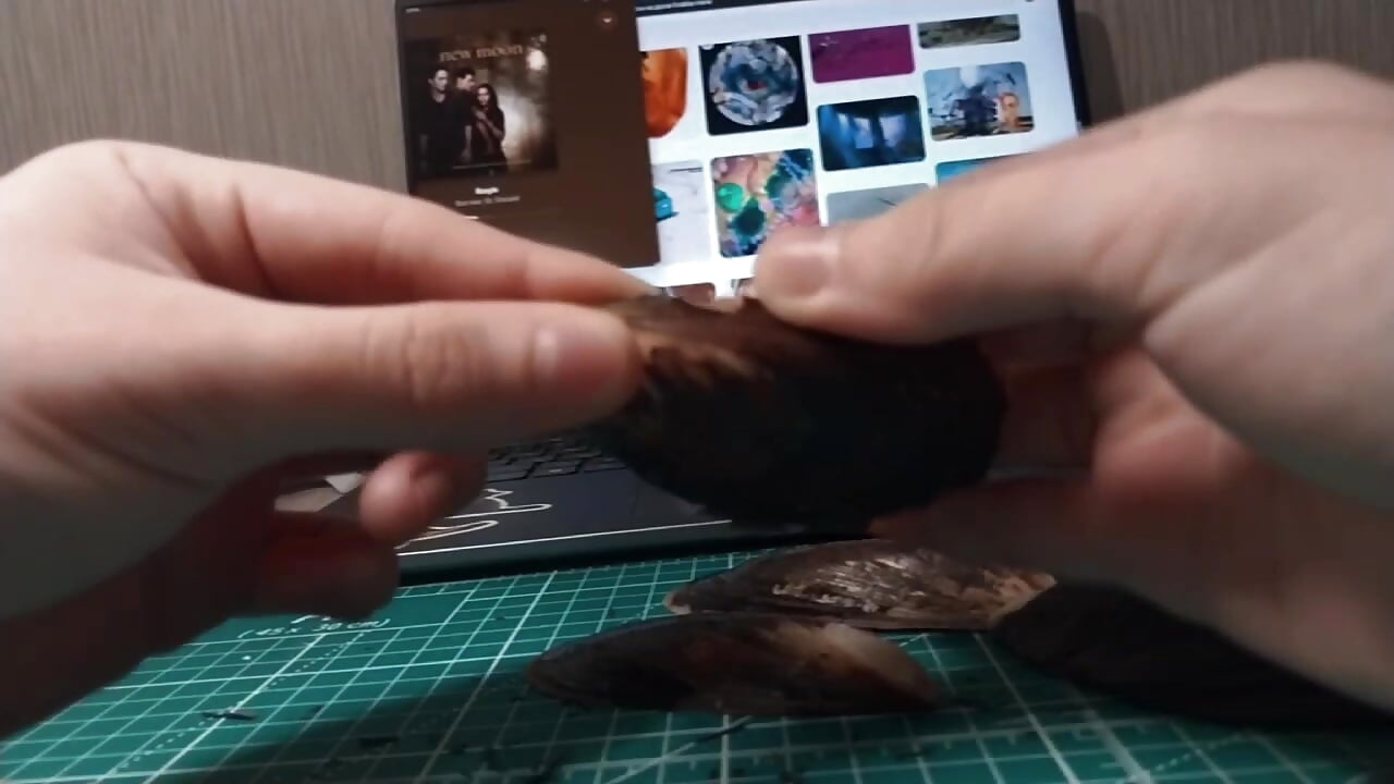 🐚ASMR SHELFS🐚