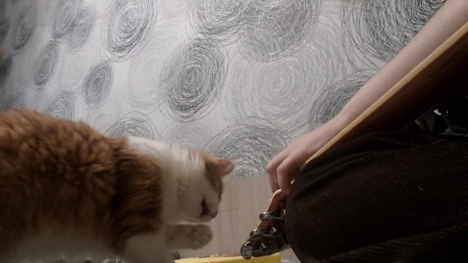 Chips helps with guitar care😎 - video by RocKStone_ cam model