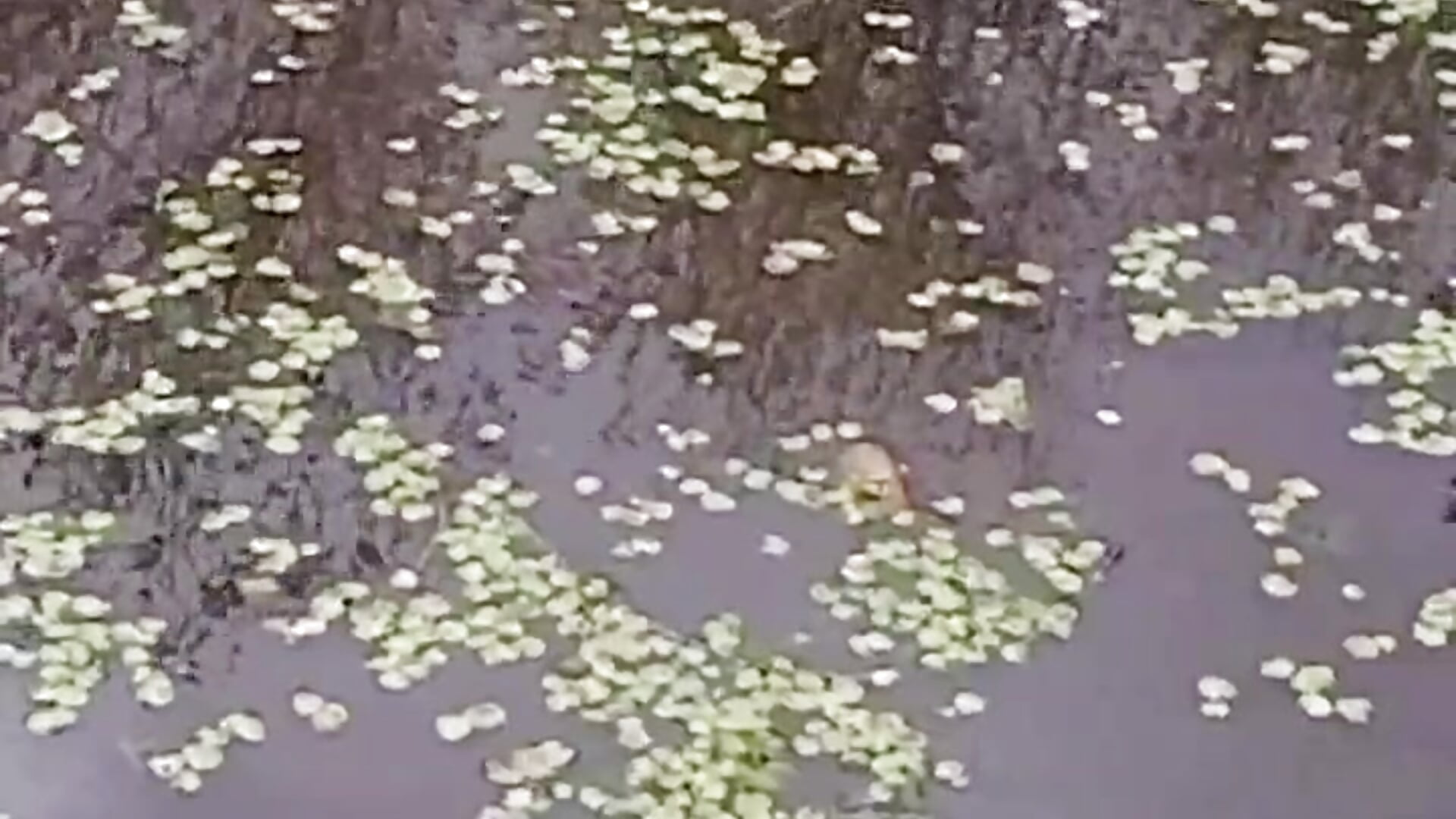 weather - video by RocKStone_ cam model