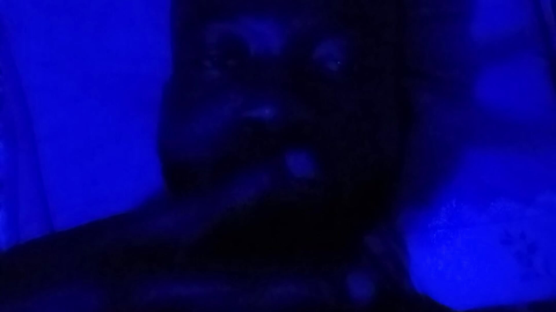 1000120194 - Bulletact主播的视频