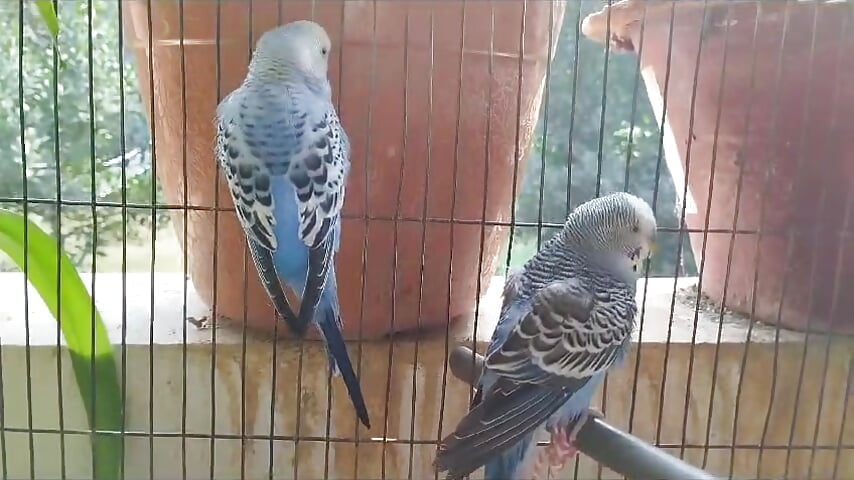 WhatsApp Video 2024-01-30 at 11,48,24 PM – video af tscreation