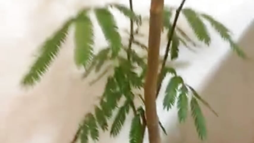 うちの植物🌱 - video by chan_yuma_tan cam model