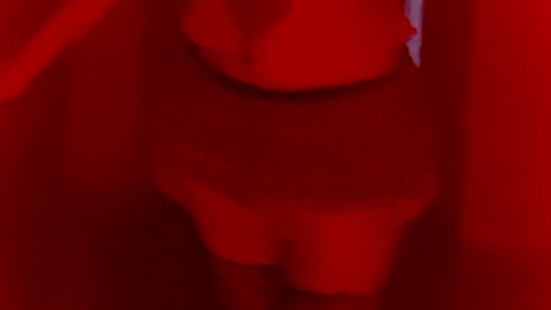 you like it ? - Vídeo de _jessica_rabbit, modelo de vídeos