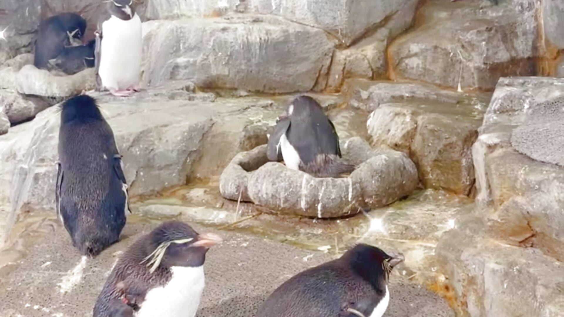 水族館行ったよ〜ペンギンが好き♡ - 0o_NON_o0 캠 모델의 동영상