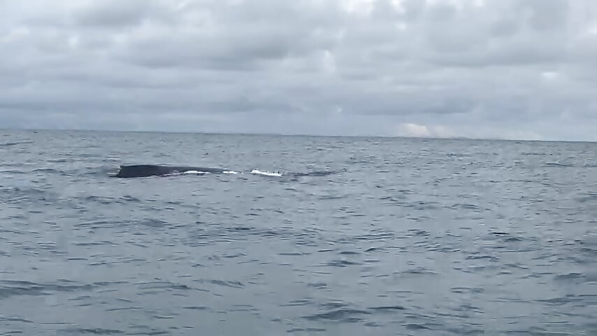 A beautiful experience with the giants of the sea