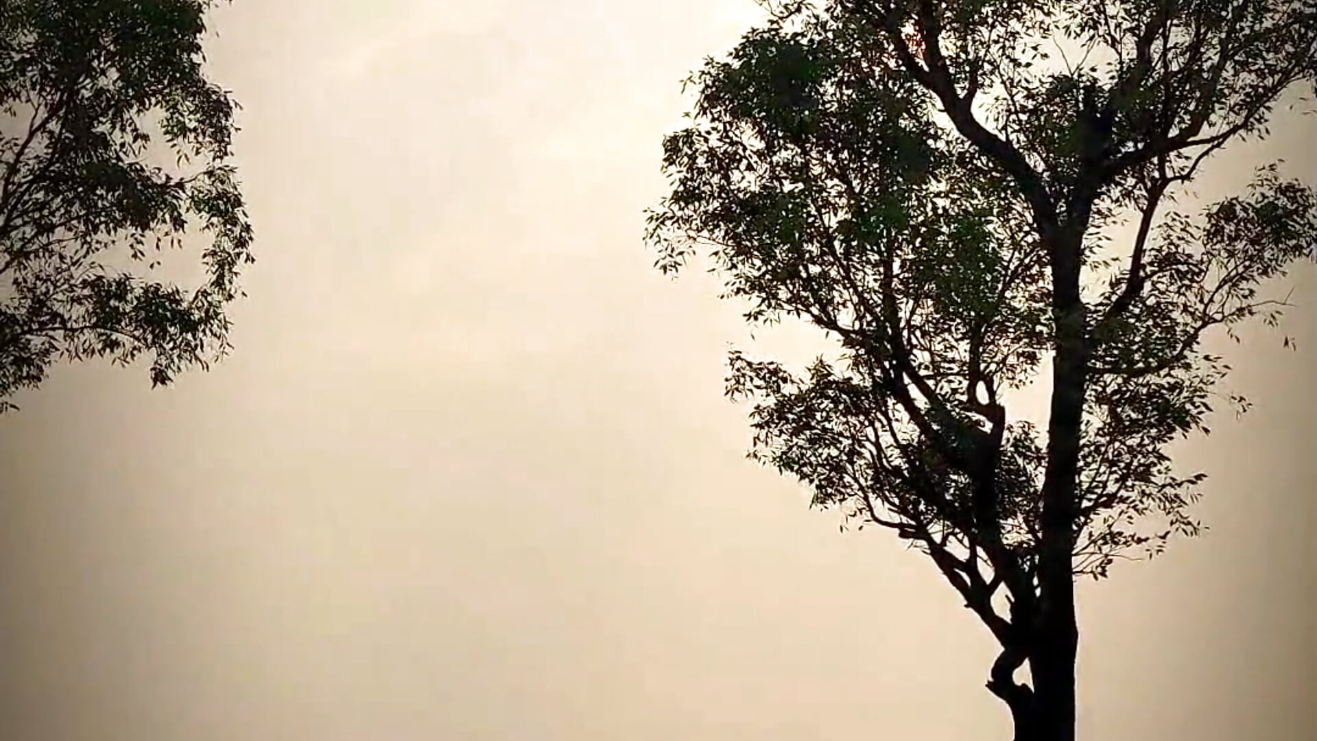 7763 - vídeo de la modelo de cam Hikhan12